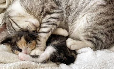 Illustration : "Une chatte bienveillante prend son sous aile un chaton âgé de 2 semaines retrouvé abandonné dans un jardin"