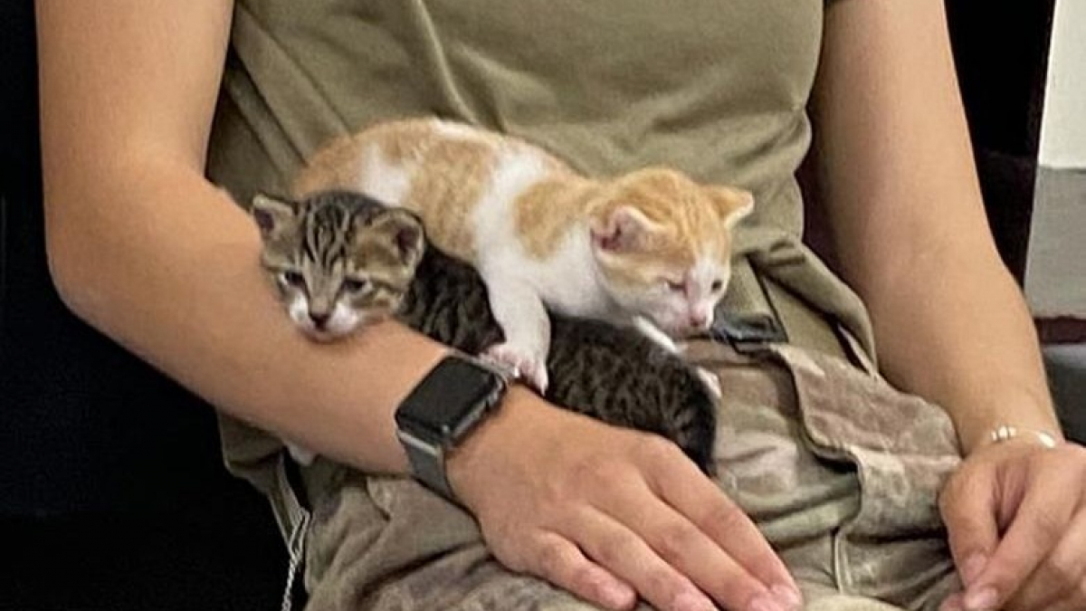 Illustration : "Une militaire fait tout pour rapatrier une chatte et ses chatons qu’elle a sauvés lors d’un déploiement à l’étranger"