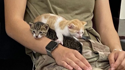 Illustration : Une militaire fait tout pour rapatrier une chatte et ses chatons qu’elle a sauvés lors d’un déploiement à l’étranger