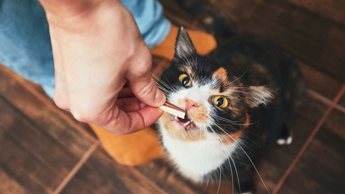 Illustration : "Nourrir son chat au Raw Feeding"