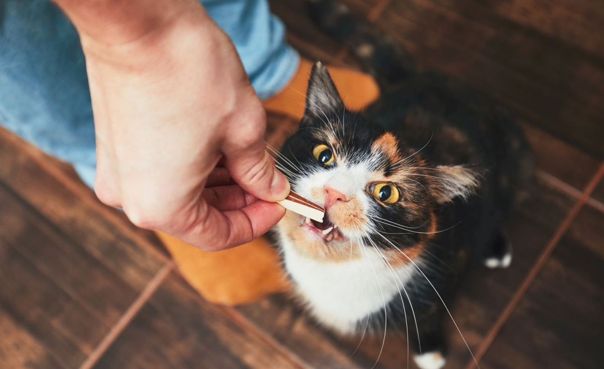 Illustration : "Nourrir son chat au Raw Feeding"