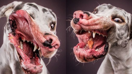 Illustration : 18 photos étonnantes de chiens essayant d’attraper de la nourriture en plein vol
