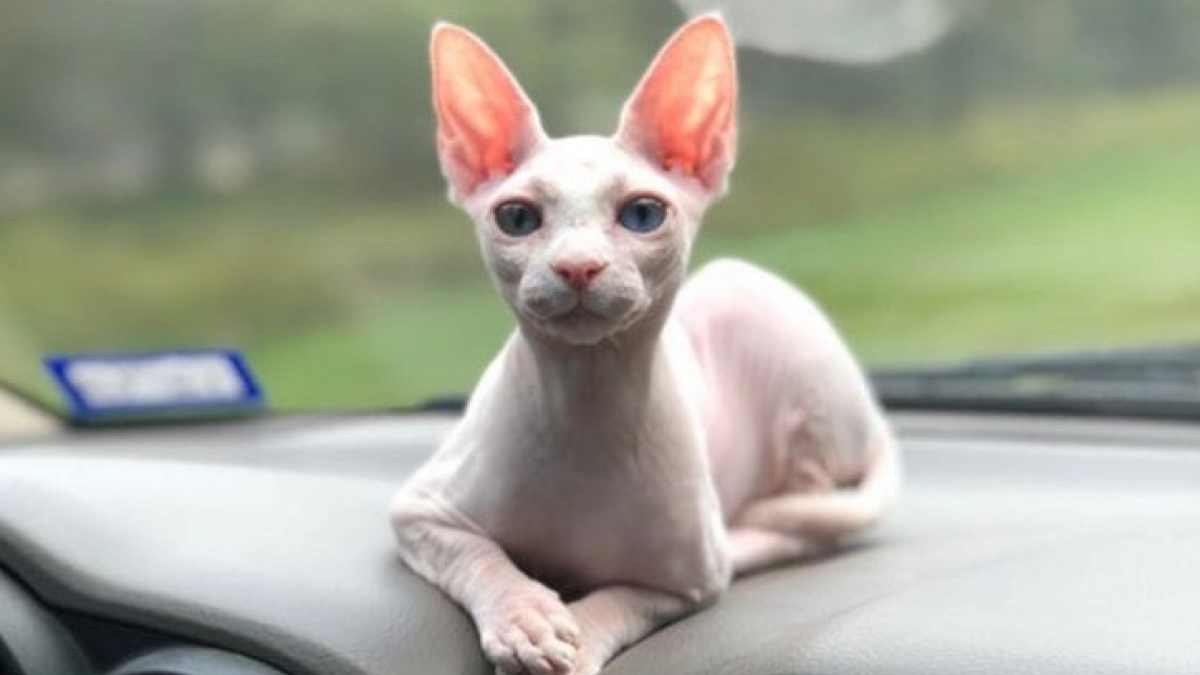 Illustration : "18 photos de chats Sphynx qui gagneront votre cœur "