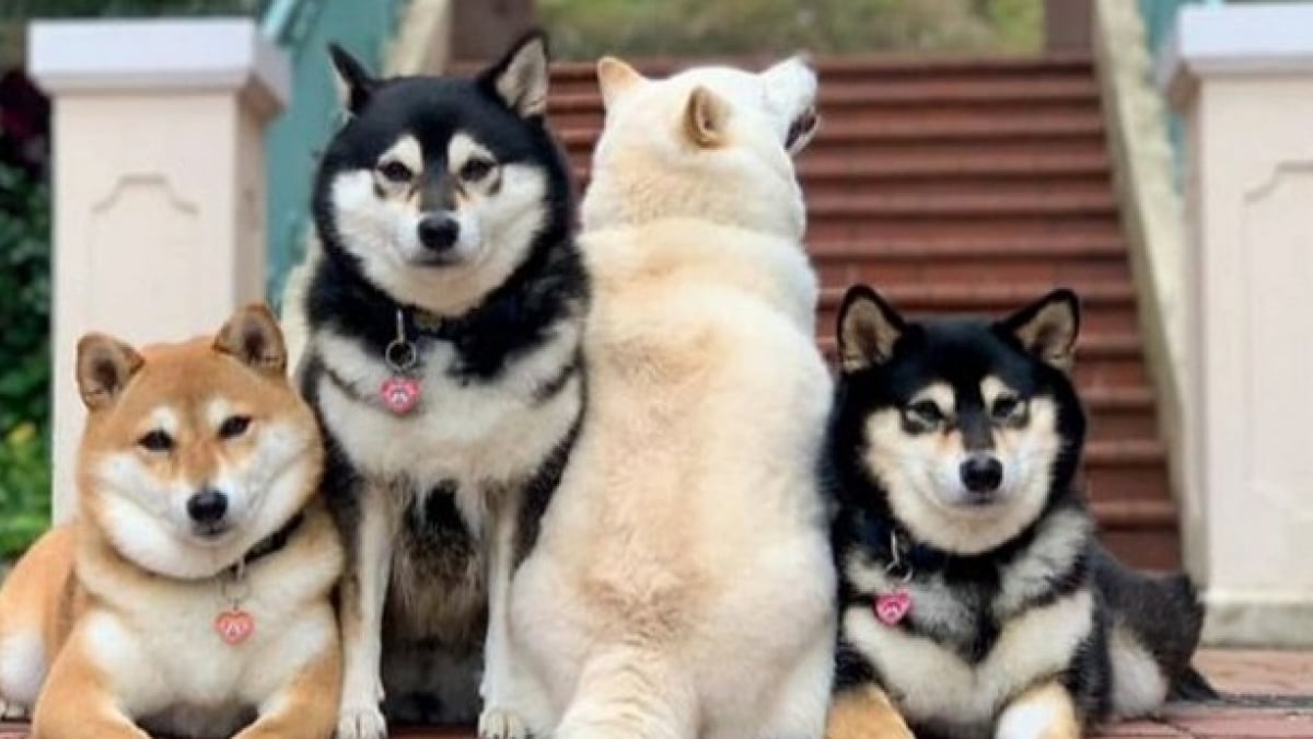 Illustration : "20 photos de groupe amusantes sabotées par un Shiba Inu qui ne tient pas en place "