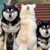Illustration : 20 photos de groupe amusantes sabot&eacute;es par un Shiba Inu qui ne tient pas en place 