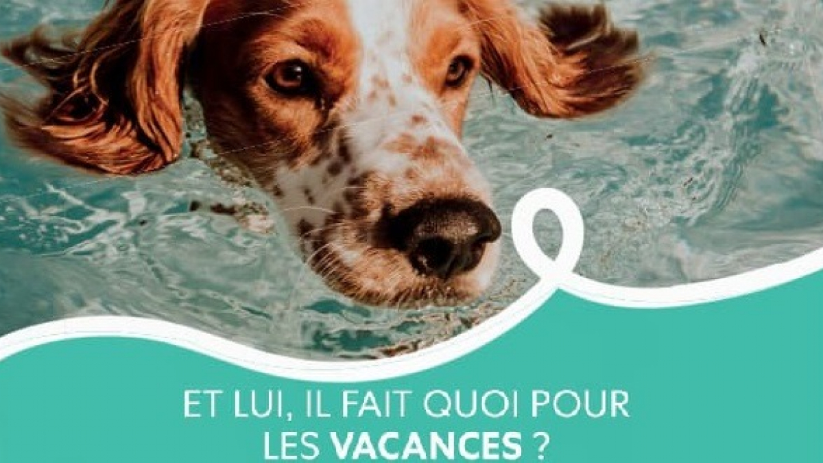 Illustration : "« Ils partent avec nous » revient cette année avec la ferme intention de lutter contre l’abandon d’animaux de compagnie"