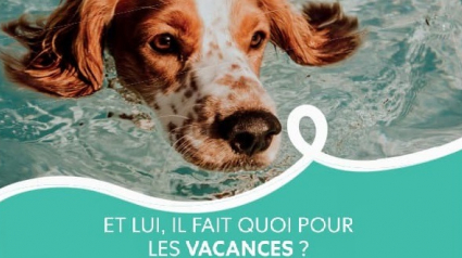 Illustration : « Ils partent avec nous » revient cette année avec la ferme intention de lutter contre l’abandon d’animaux de compagnie