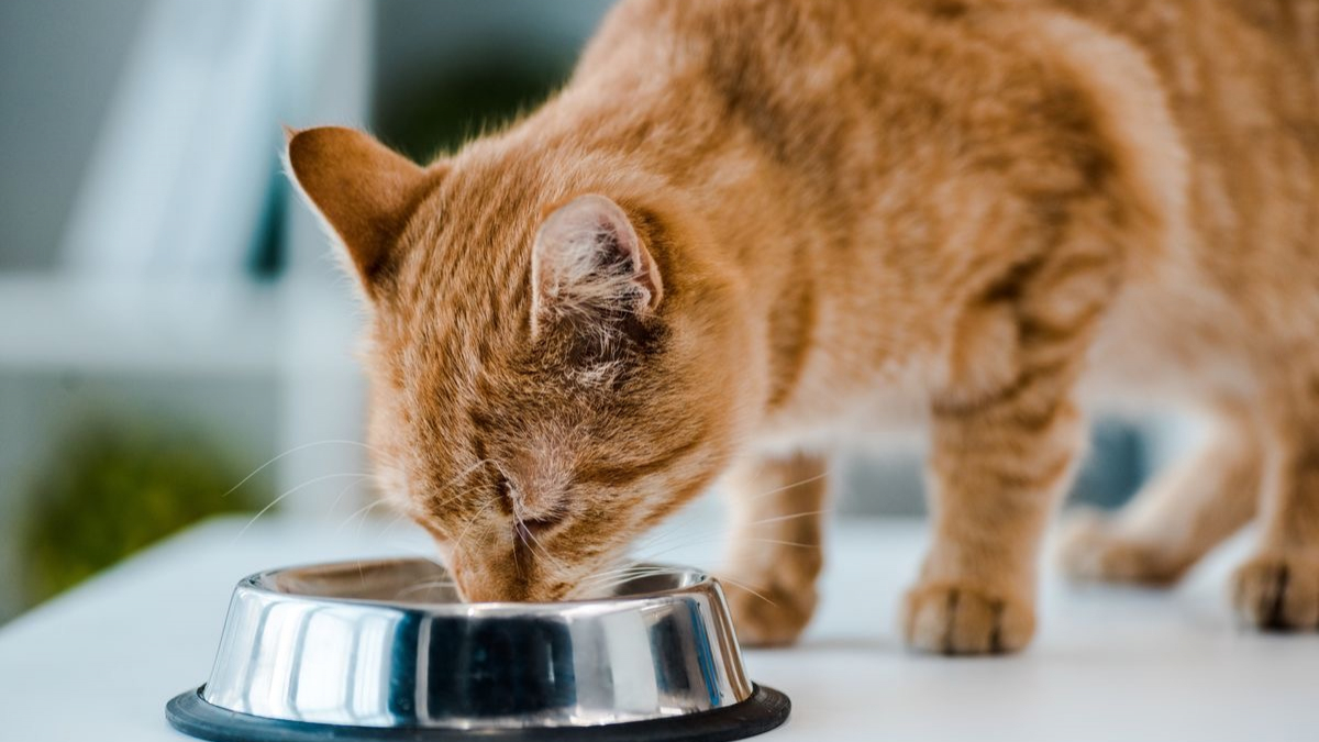 Illustration : "Avantages et inconvénients du Raw Feeding pour le chat"