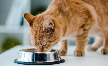 Illustration : "Avantages et inconvénients du Raw Feeding pour le chat"