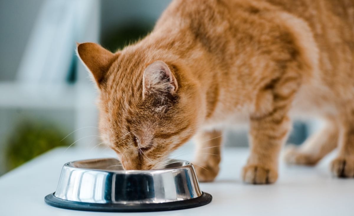 Illustration : "Avantages et inconvénients du Raw Feeding pour le chat"