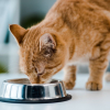 Illustration : Avantages et inconvénients du Raw Feeding pour le chat