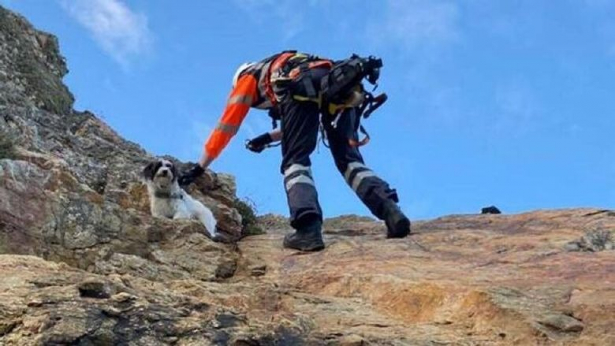 Illustration : "Un chien tombe d’une falaise de 10 mètres. Pour le sauver, ses propriétaires contactent la Garde côtière (vidéo)"