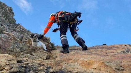Illustration : Un chien tombe d’une falaise de 10 mètres. Pour le sauver, ses propriétaires contactent la Garde côtière (vidéo)