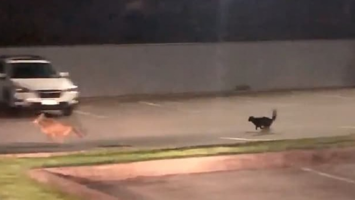 Illustration : "La vidéo surprenante d’un chat intrépide chassant un coyote d’un parking"