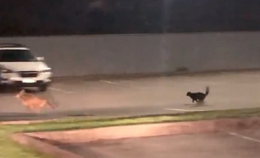 Illustration : "La vidéo surprenante d’un chat intrépide chassant un coyote d’un parking"