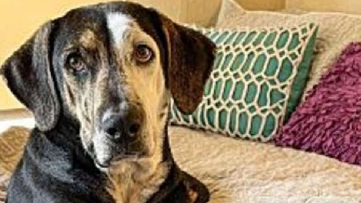 Illustration : "Une chienne négligée découvre pour la première fois le confort d’un lit après avoir vécu toute sa vie dehors"