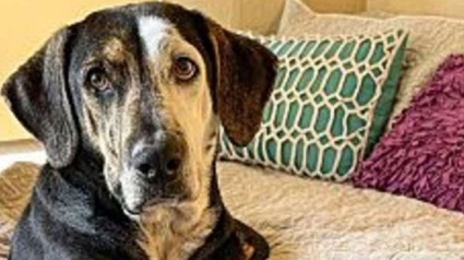 Illustration : Une chienne négligée découvre pour la première fois le confort d’un lit après avoir vécu toute sa vie dehors