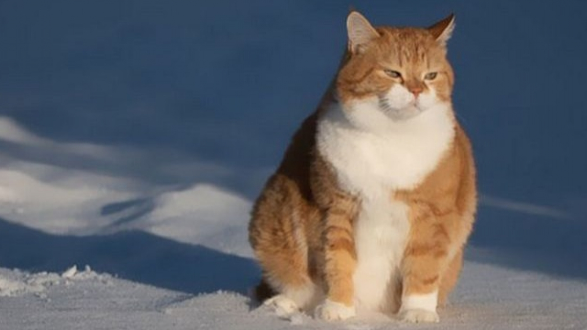 Illustration : "20 photos superbes d’un chat adorant la neige"