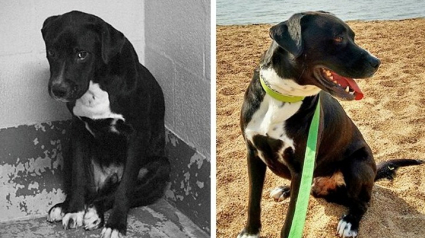 Illustration : 15 photos réconfortantes de chiens errants qui ont trouvé une famille aimante pour toujours