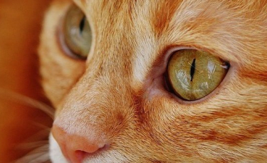 Illustration : "Le propriétaire d'un chat malade vend sa voiture pour payer ses frais vétérinaires. Lors de la vente, il tombe sur un acheteur hors du commun"