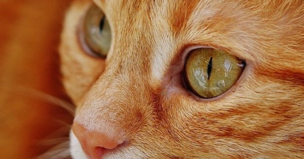 Le Proprietaire D Un Chat Malade Vend Sa Voiture Pour Payer Ses Frais Veterinaires Lors De La Vente Il Tombe Sur Un Acheteur Hors Du Commun Le Proprietaire D Un Chat Malade Vend Sa Voiture Pour Payer Ses Frais Veterinaires Lors De La Vente Il Tombe Sur Un Acheteur Hors Du Commun