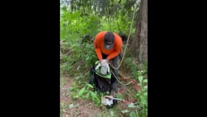 Illustration : Le sauvetage dangereux d’un chat coincé pendant 3 jours au sommet d’un arbre, à 35 mètres du sol (vidéo)
