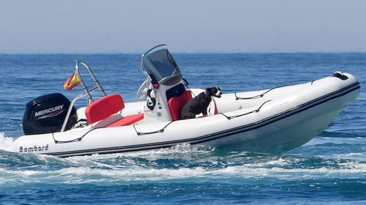 Illustration : "Les autorités lancent une opération de sauvetage pour récupérer un chien laissé seul sur un bateau incontrôlable"