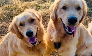 Illustration : "Un chien aide son meilleur ami effrayé par l’eau à récupérer son jouet pour qu’il puisse s’amuser (vidéo)"