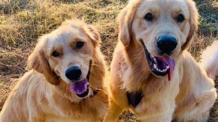 Illustration : Un chien aide son meilleur ami effrayé par l’eau à récupérer son jouet pour qu’il puisse s’amuser (vidéo)