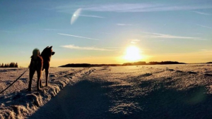 Illustration : 20 belles photos d’un Akita Inu féru de randonnée