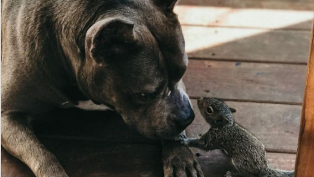 Illustration : "L’adorable amitié entre un écureuil orphelin et une chienne"