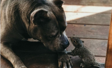 Illustration : "L’adorable amitié entre un écureuil orphelin et une chienne"