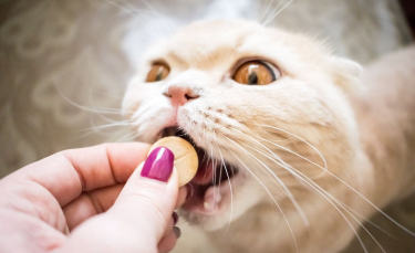 Illustration : "Les probiotiques pour chat"
