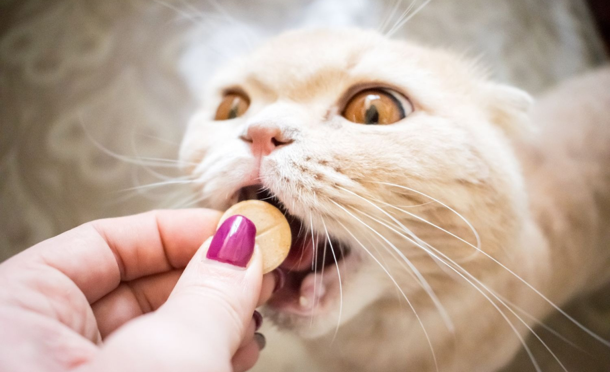 Illustration : "Les probiotiques pour chat"