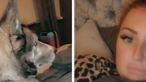 Illustration : Une femme ivre se réveille et trouve un chien inconnu dans son lit !