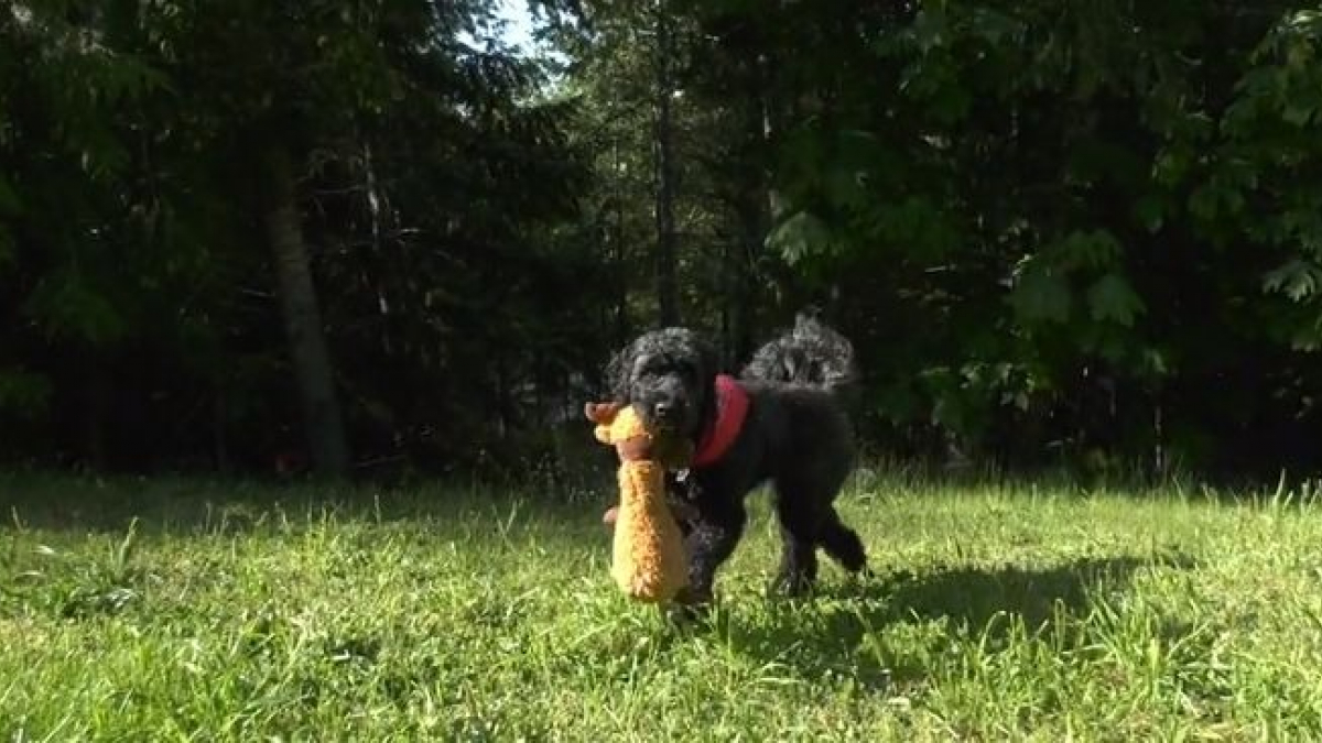 Illustration : "Elle roule accidentellement sur son chien, qui disparaît pendant 24 longues heures"