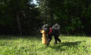 Illustration : "Elle roule accidentellement sur son chien, qui disparaît pendant 24 longues heures"