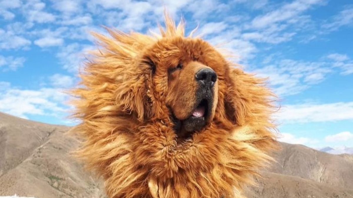 Illustration : "20 photos de Dogues du Tibet montrant à quel point ce sont de doux géants"