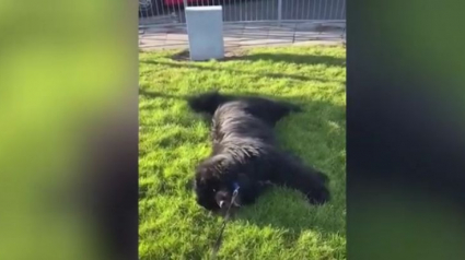 Illustration : Ce chien têtu et hilarant fait le mort pour ne pas rentrer à la maison ! (Vidéo)