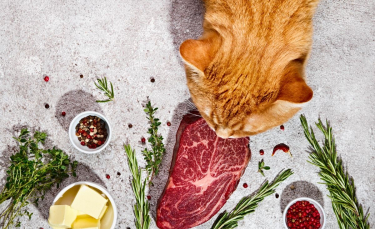 Illustration : "Nourrir son chat au régime BARF"