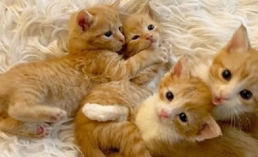 Illustration : "4 chatons retrouvés en mauvaise santé ne veulent plus se quitter et tentent de survivre ensemble"