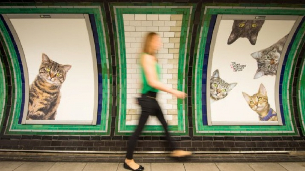 Illustration : "7 photos de chats placardées dans un métro londonien pour remplacer les affiches publicitaires"