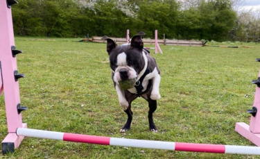 Illustration : "Un chien aveugle participe à des épreuves d’agility et remporte des prix malgré son handicap ! (Vidéo)"