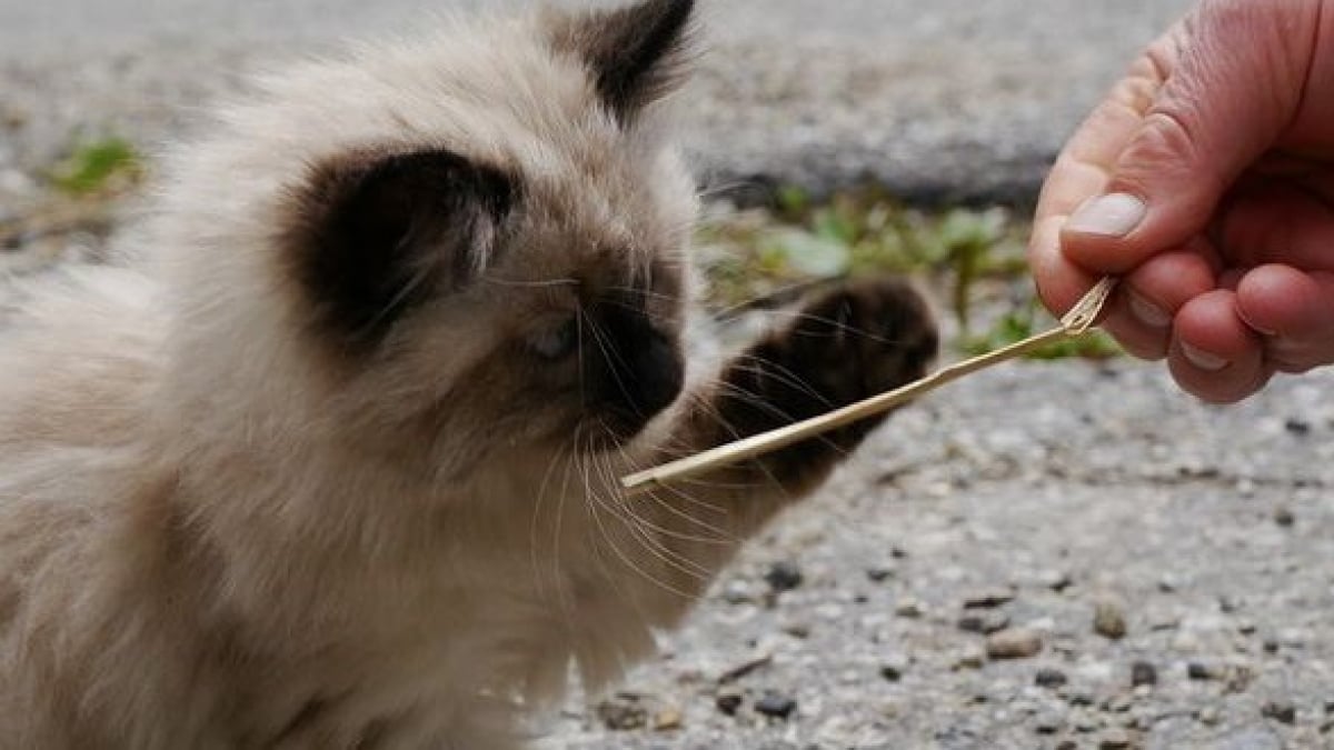 Illustration : "Comment faire don de son chat de manière digne et responsable ?"