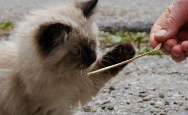 Illustration : "Comment faire don de son chat de manière digne et responsable ?"