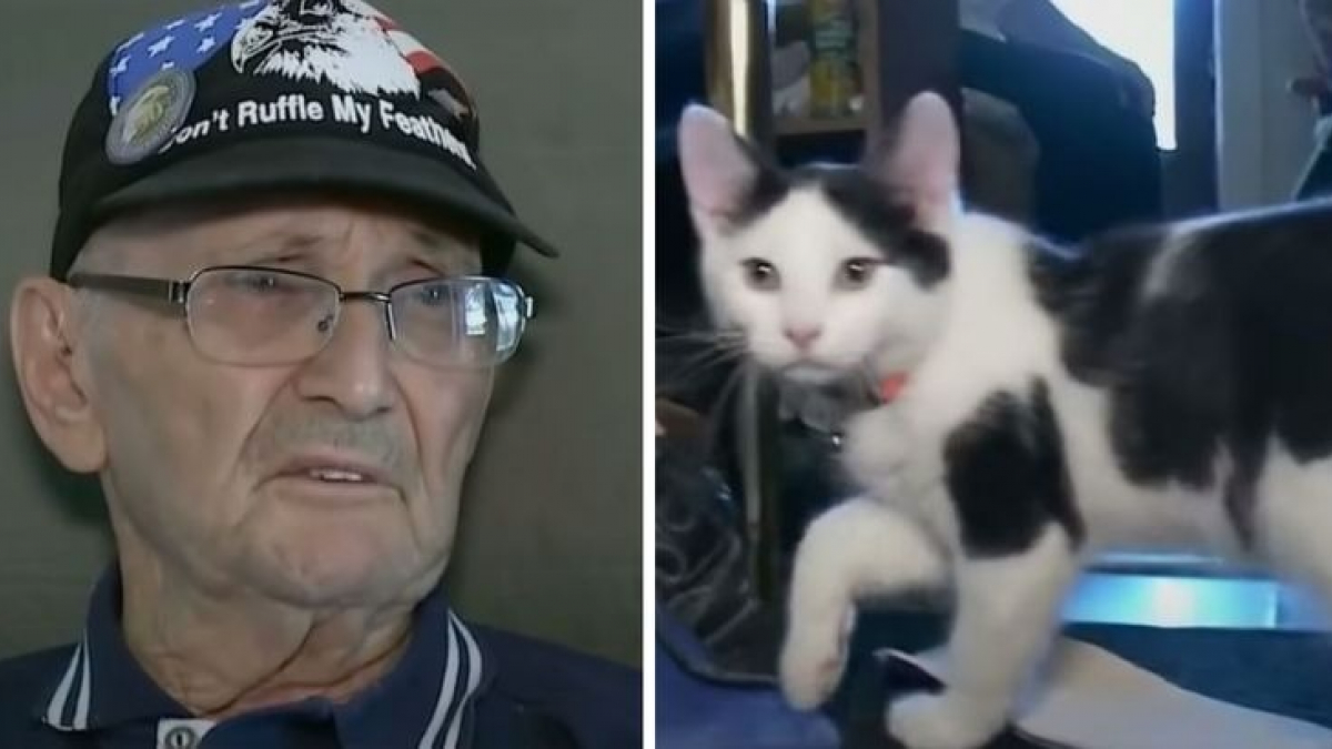 Illustration : "Un chat sauve la vie de son propriétaire de 84 ans tombé dans la salle de bains"