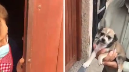 Illustration : Une grand-mère jugée trop âgée pour adopter un chien, reçoit un cadeau émouvant de la part de sa petite-fille (vidéo)