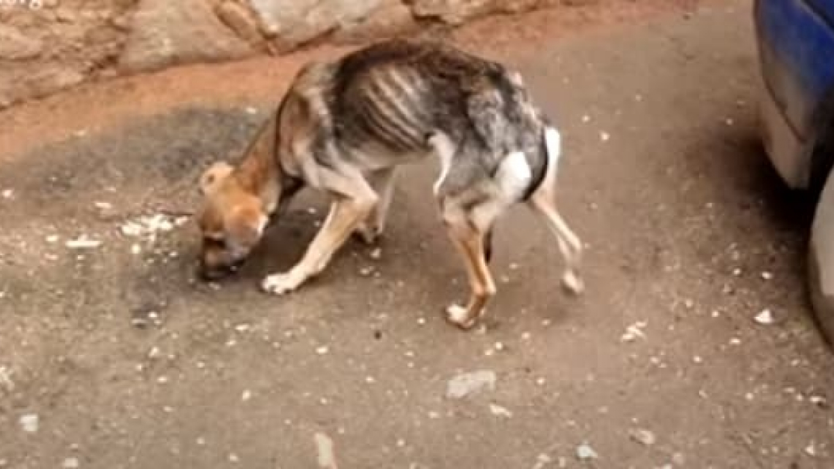 Illustration : "Une association tente de réconforter une chienne squelettique et effrayée découverte dans la rue (vidéo)"