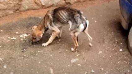 Illustration : Une association tente de réconforter une chienne squelettique et effrayée découverte dans la rue (vidéo)