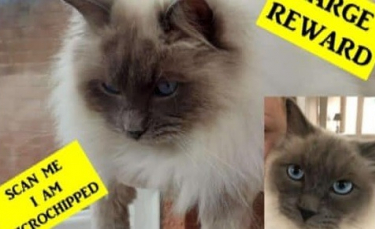 Illustration : "Un chat Ragdoll volé chez ses maîtres, retrouvé un an plus tard sans sa puce d’identification"